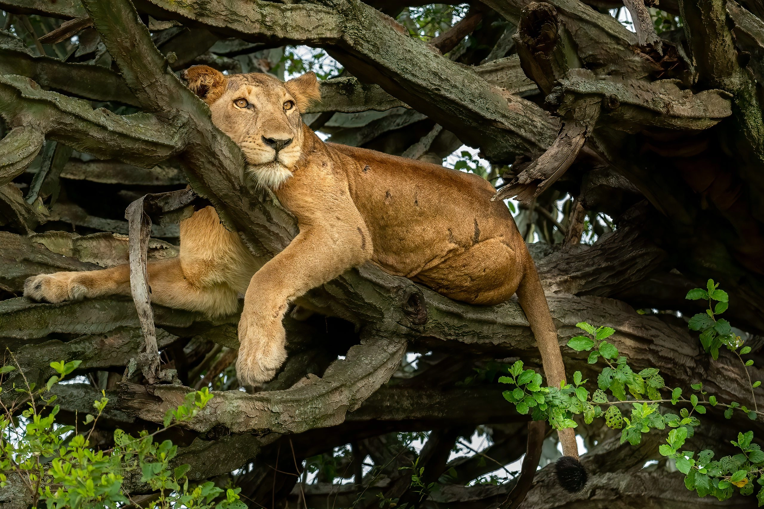 Famous tree climbing lion relaxing on euphorbia tree, Queen Elizabeth National Park, Uganda, Africa