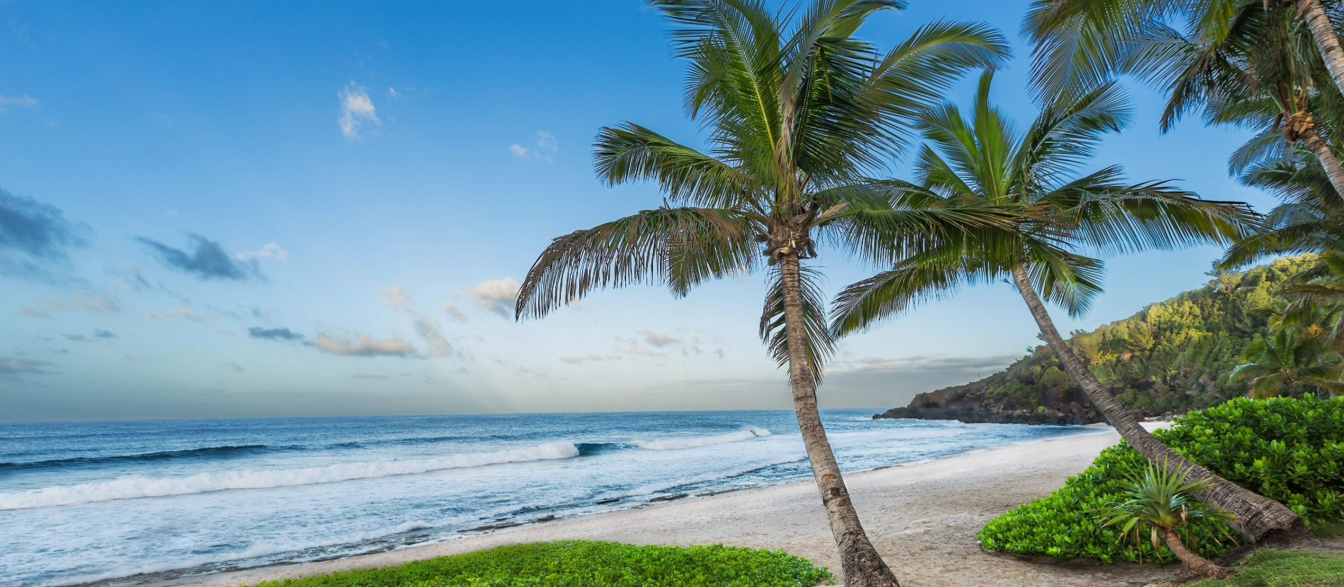 Banner_frankrike_reunion_strand och palmer_shutterstock_780197371