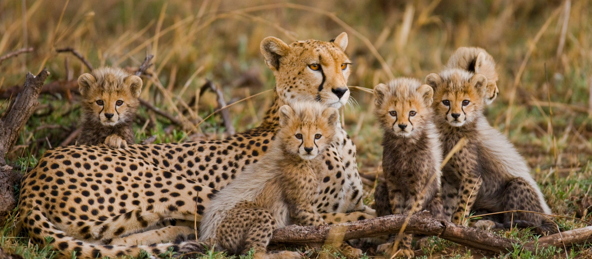 Banner_Tanzania_gepardfamilj_offertverktyget_shutterstock_365257385