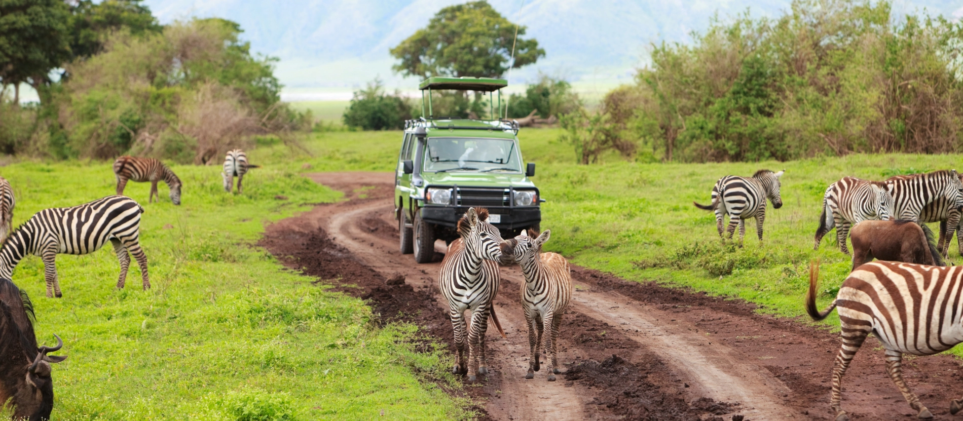 Banner_Tanzania_giraff__AdobeStock_20069982