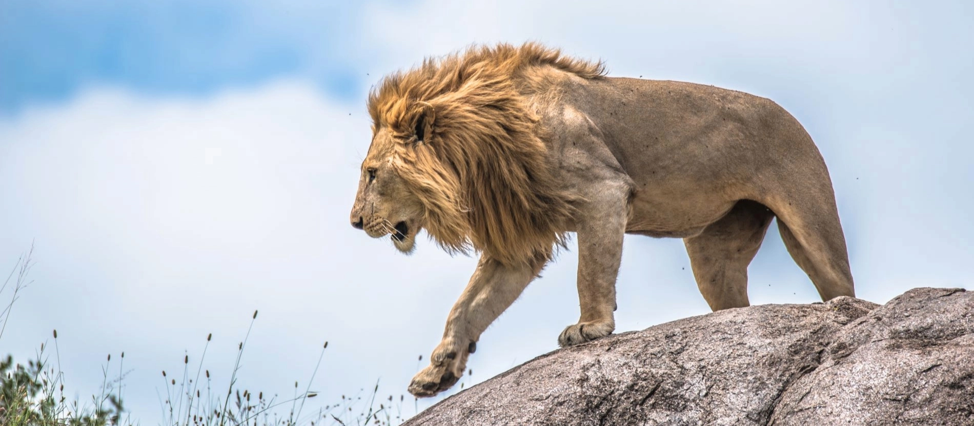 Nyhetsbrev_Tanzania_lejonhane_Serengeti_AdobeStock_129119132