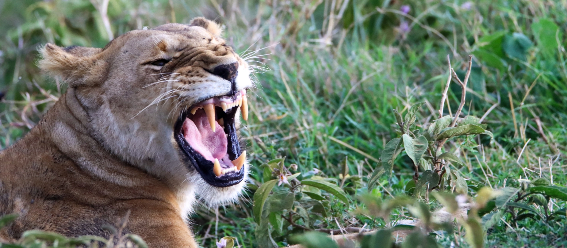 Banner_Kenya-masaimara-lejon-AdobeStock_793188717