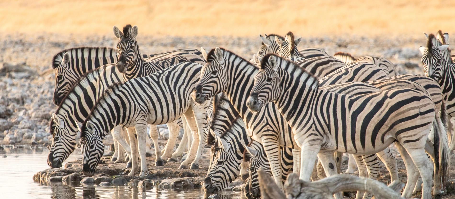 Banner_Namibia_Etosha_Zebra_AdobeStock_384513493