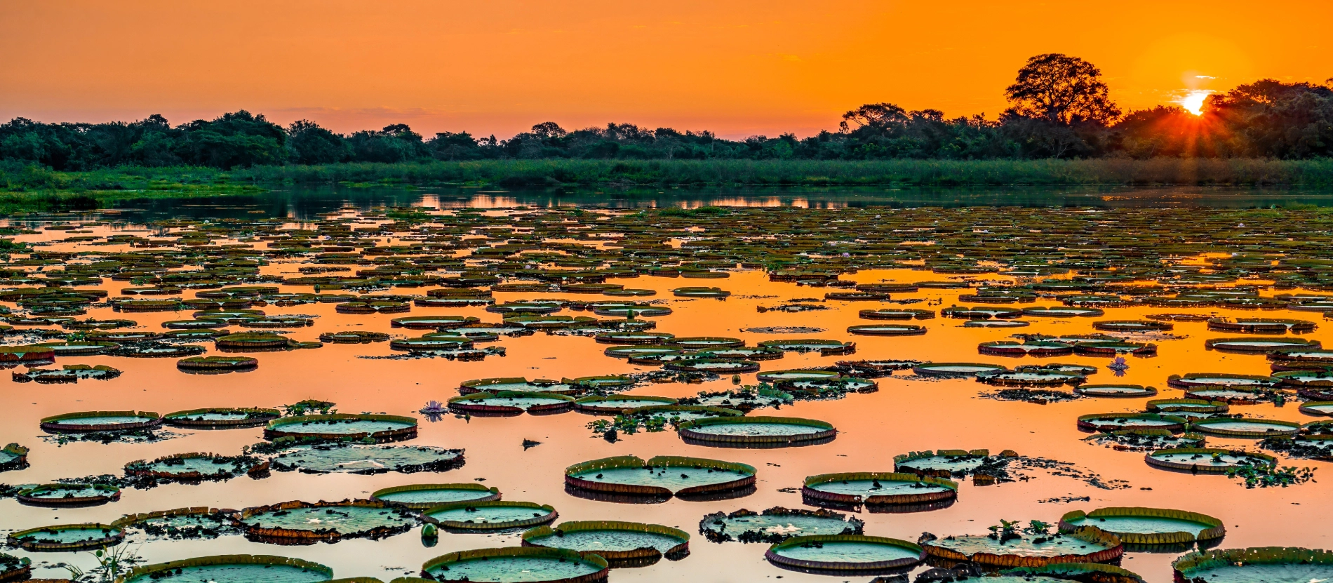 Banner_Guyana_Jättenäckros_AdobeStock_356594042