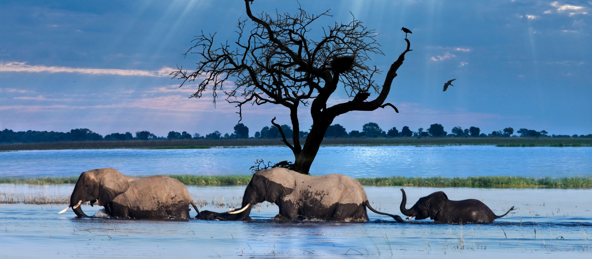 Banner_Botswana_chobe_elefantAdobeStock_358827203