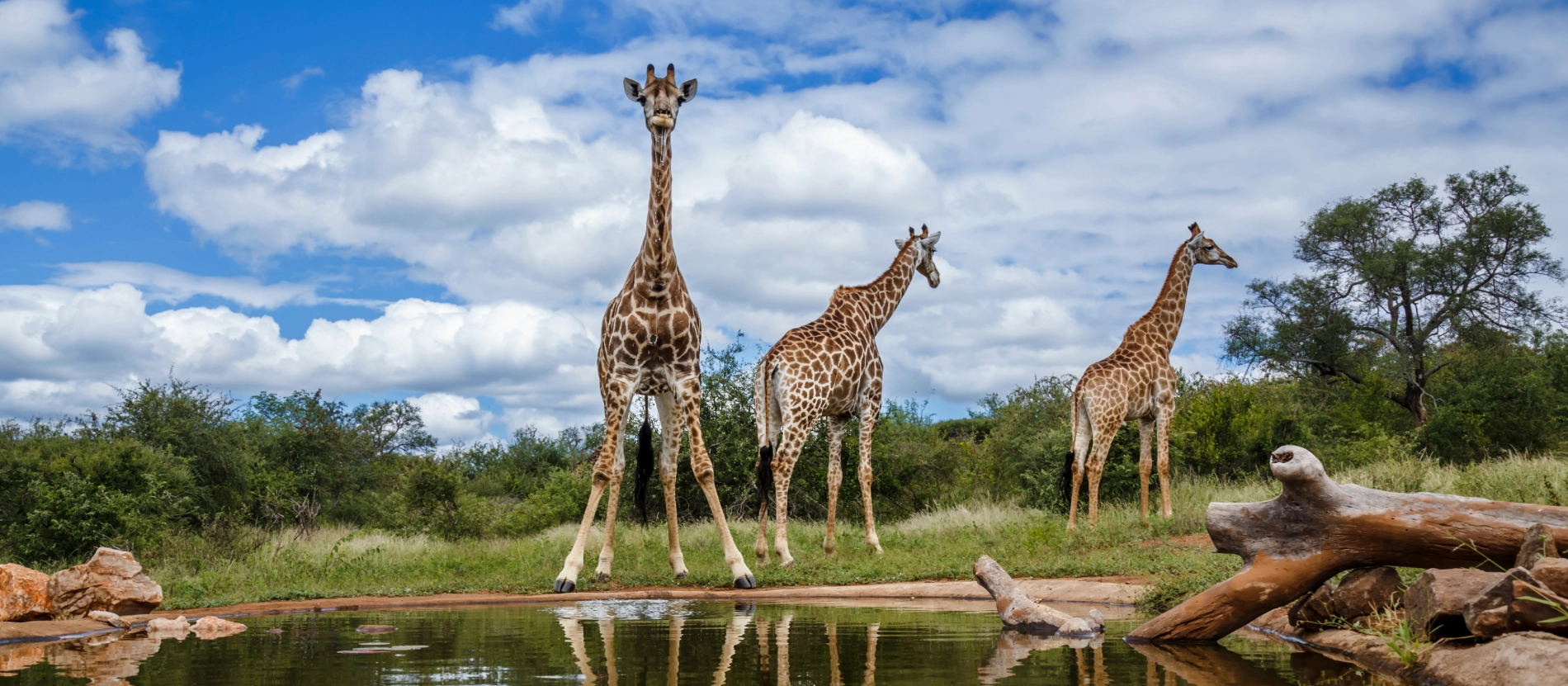 Banner_Sydafrika_Kruger_Giraff_AdobeStock_826532318